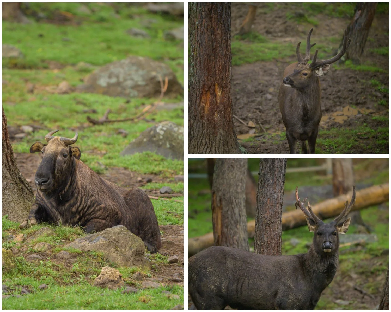  Takin - national animal of Bhutan.  Legend is this odd looking animal was created by the “Divine Madman” Lama&nbsp;Drukpa Kunley by combining a cow and a goat.  The reserve was also home to some Sambar deer. 