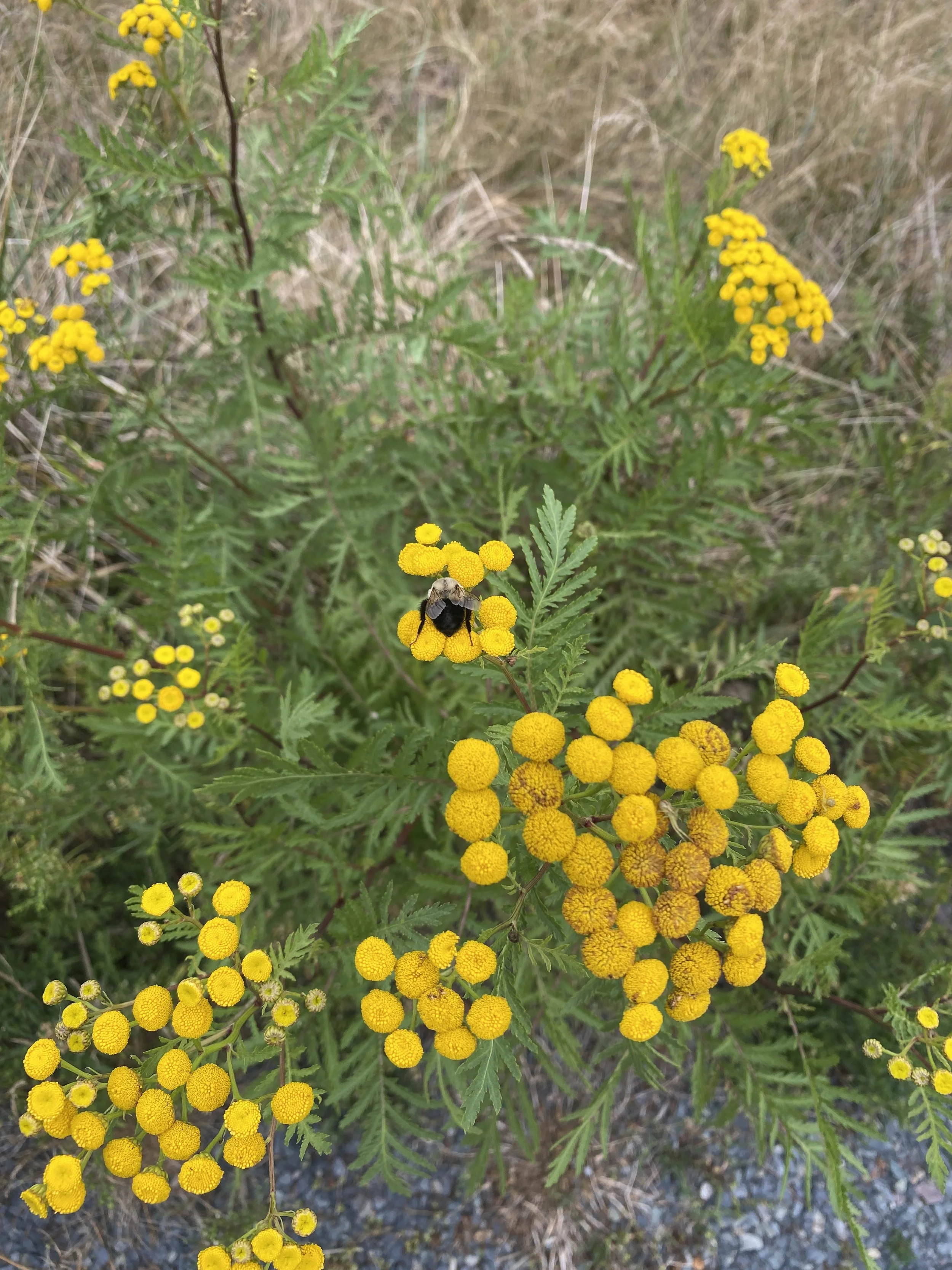 IMG_1475.jpeg