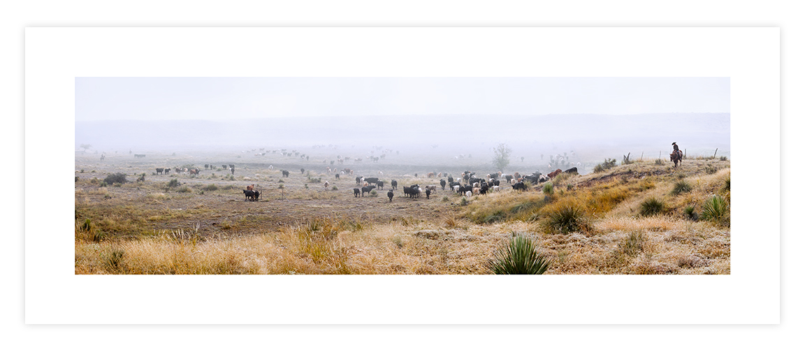 Cattle Drive, Fletcher Ranch