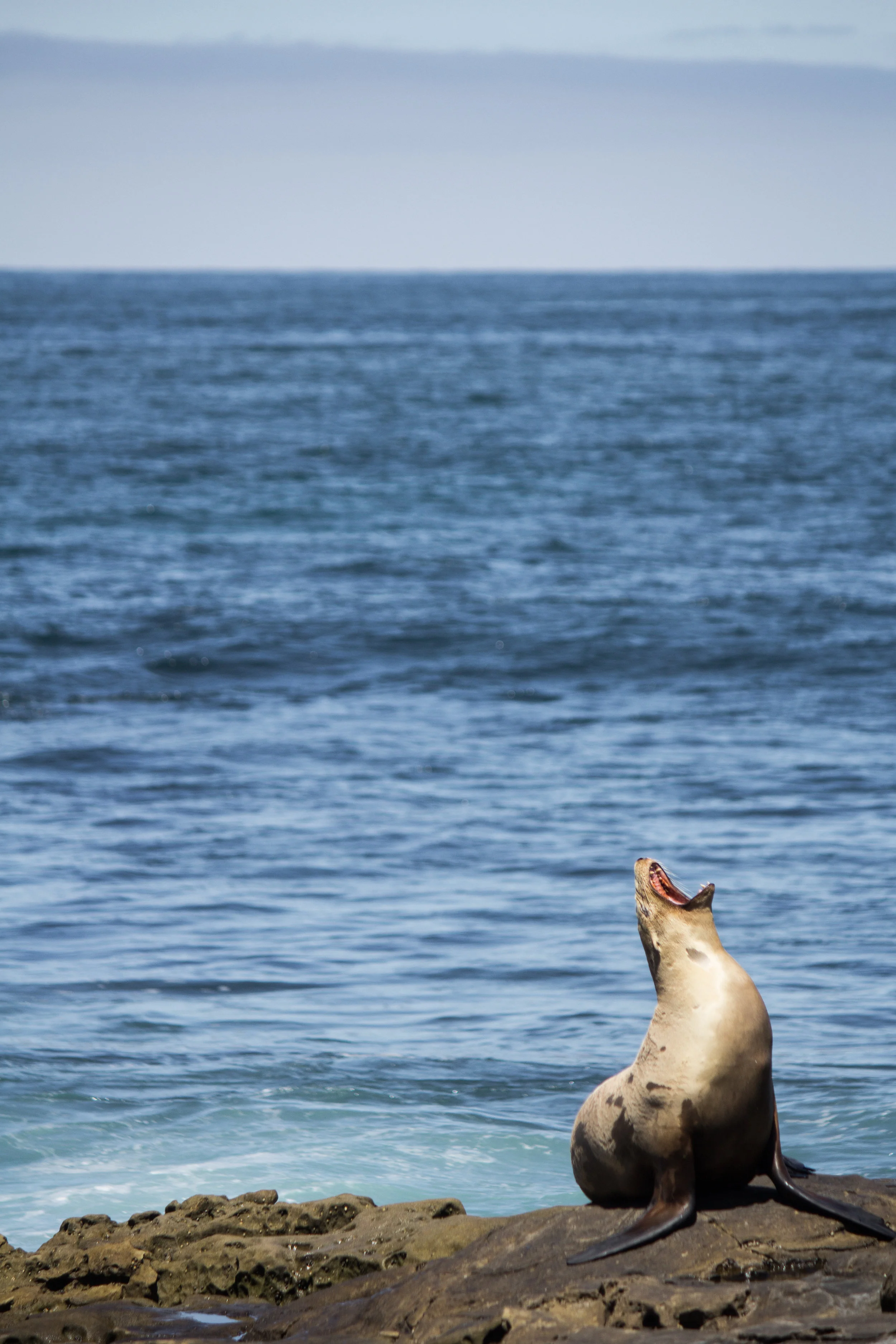  LA JOLLA, CALIFORNIA 
