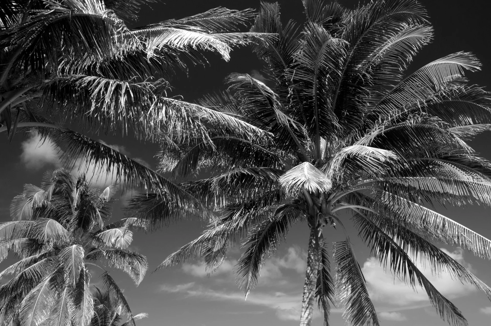 Palms.jpg