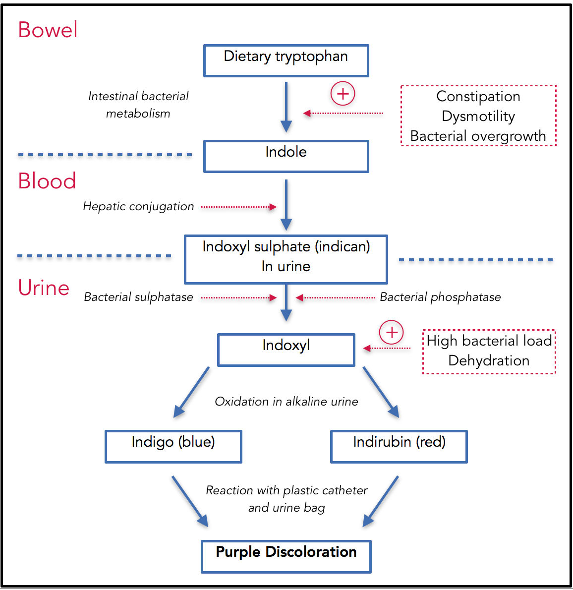 Metabolic Pathways of Purple Urine Bag Syndrome: Adopted from chart originally published in Purple Urine Bag Syndrome: A Rare and Interesting Phenomenon. South Med J. 2007;100(10):1048-1050. 