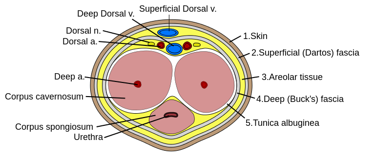 Priapism: The ED-Focused Approach — NUEM Blog