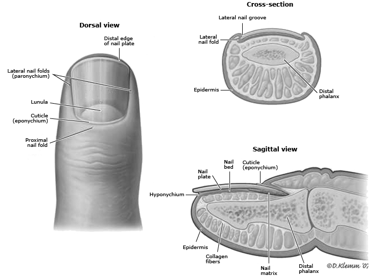 Nail Trauma — NUEM Blog
