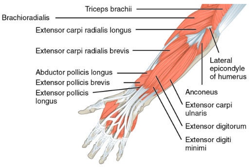 Img 11. Extensors of forearm 
