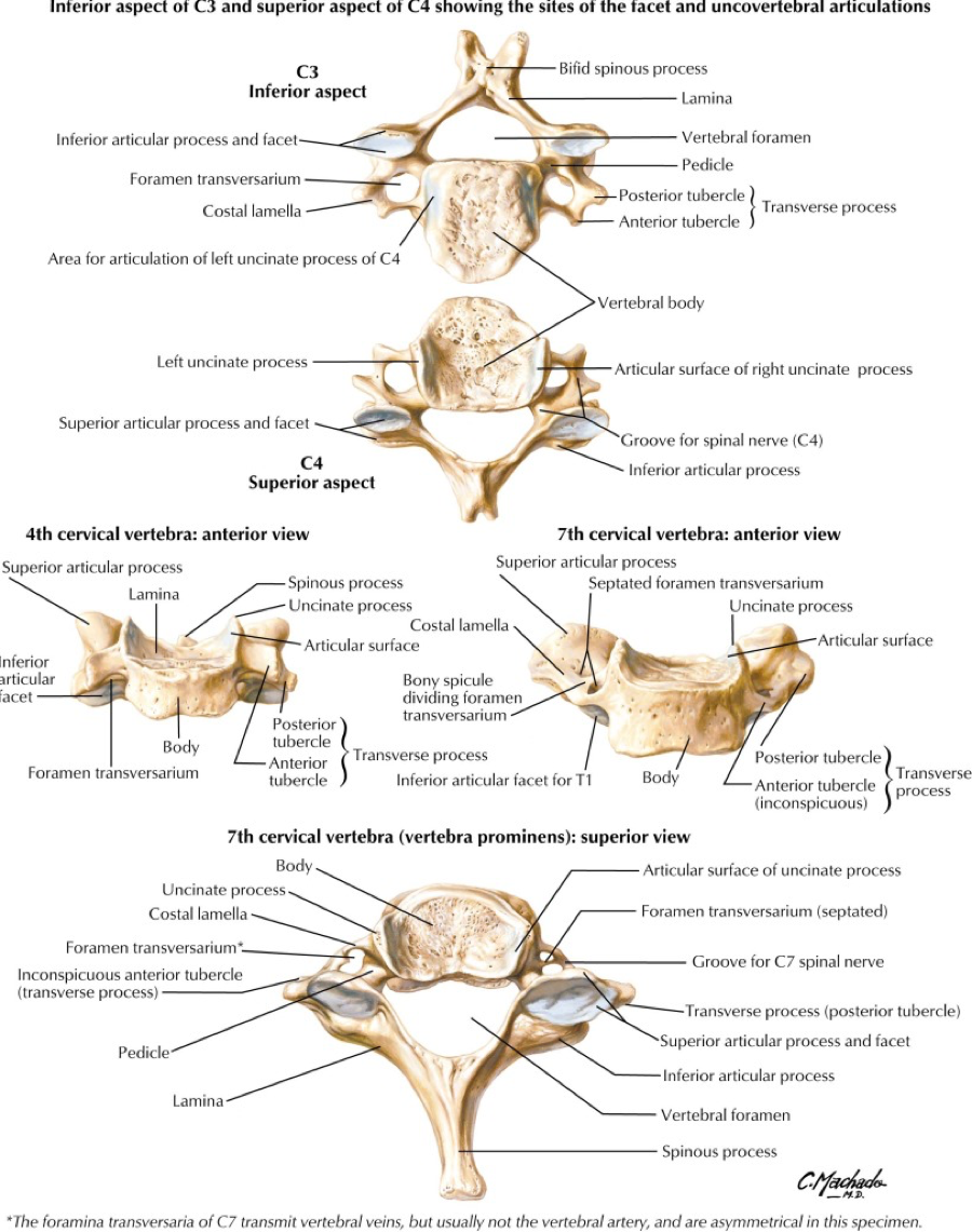 Cervical spine anatomy - atlantazik