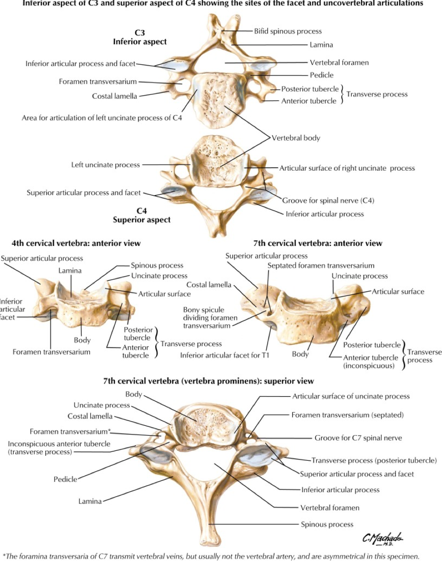 cervical spine anatomy