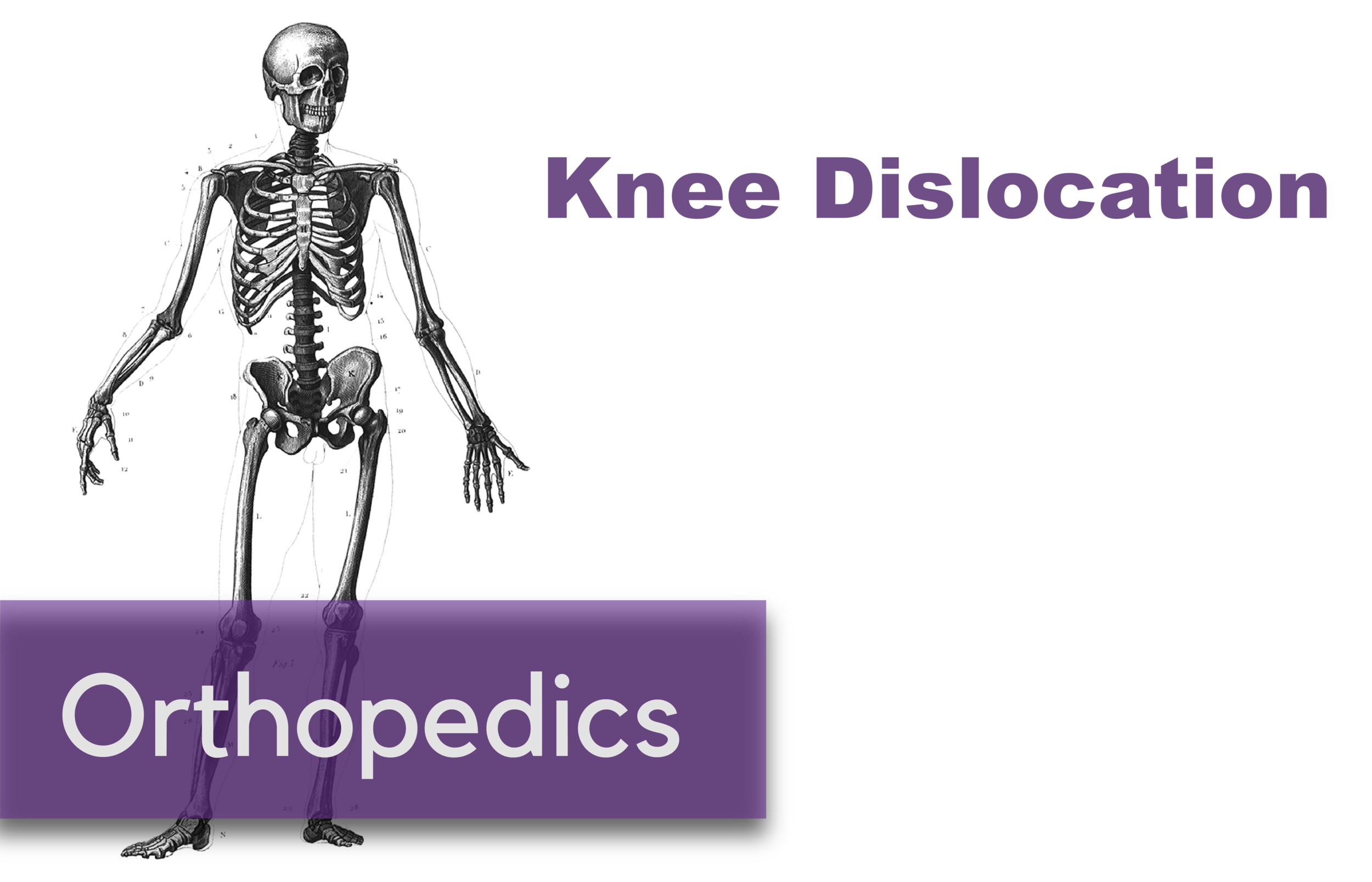 Knee  ditki medical and biological sciences