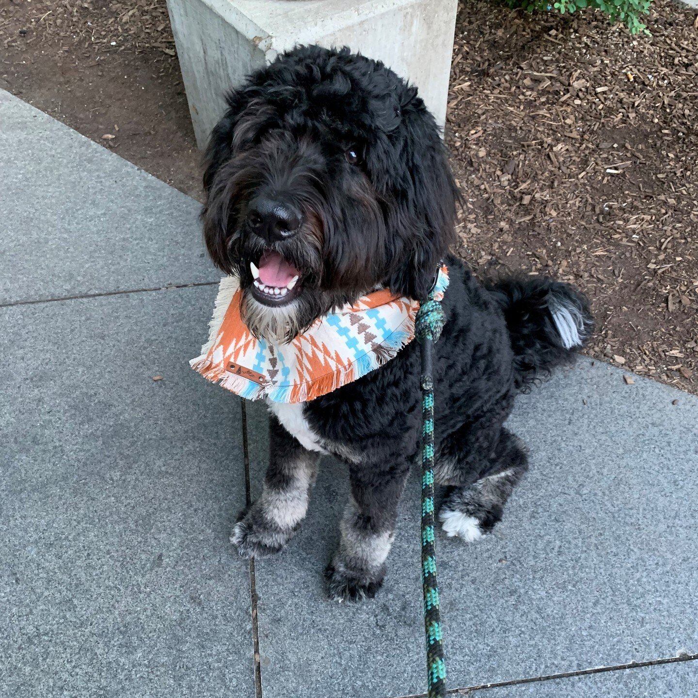 #PetsofNUEM meet PGY1 John Sullivan's dog, Rayna Jane! Rayna Jane, or Ray J, is an 11-month-old bernedoodle who loves living in Streeterville! She loves hiking, going to the dog park, and eating ice cream. #whynuem
