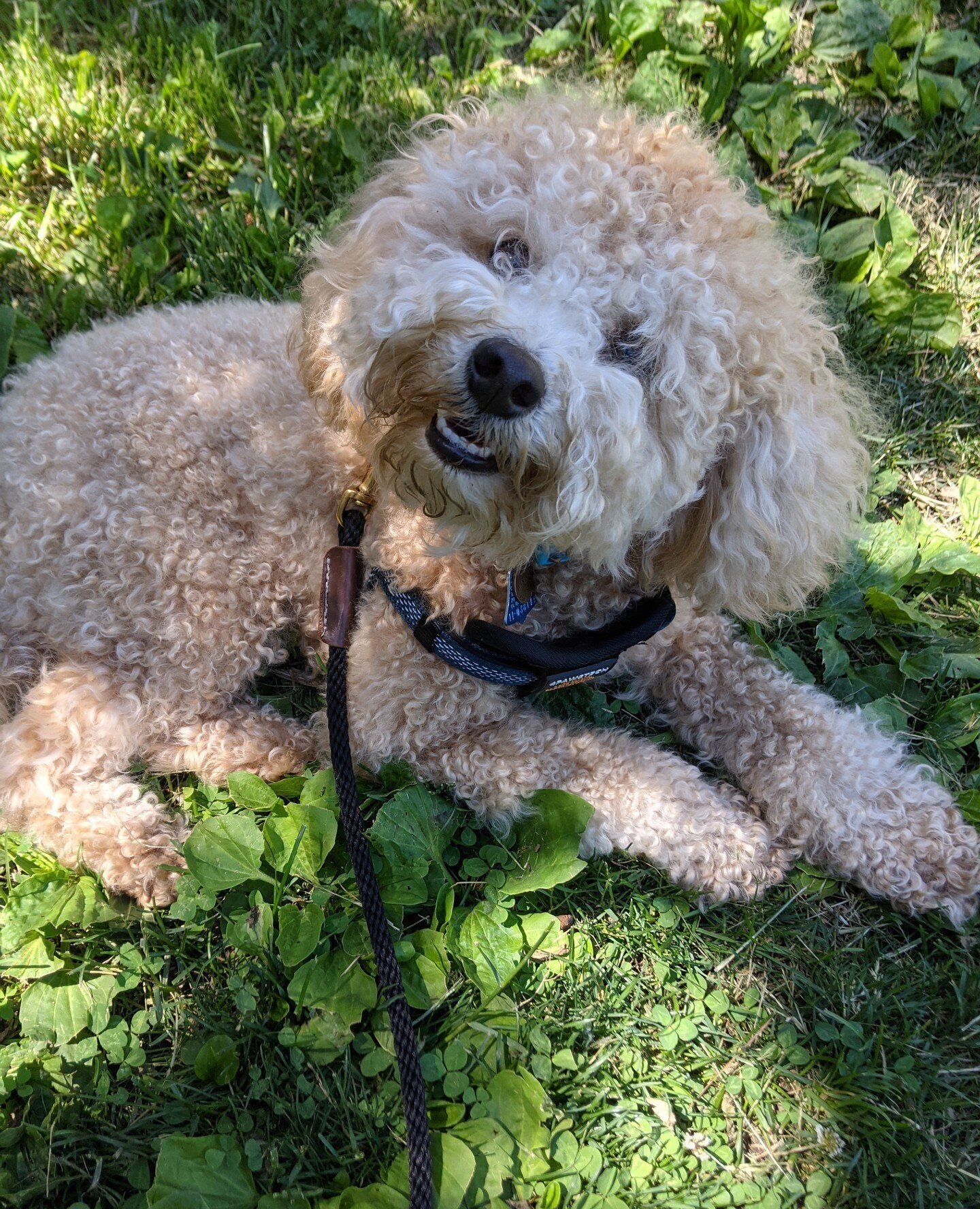 Meet PGY2 Tommy Ng's @tom.nom.noms dog, Winnie! ⁠
Winnie can be described in 3 adjectives used by his daycare 'Adorable, Sneaky, Frisky'. He loves to cuddle and eat fruits and veggies for treats. In the summer he loves run down the lakefront trail &a