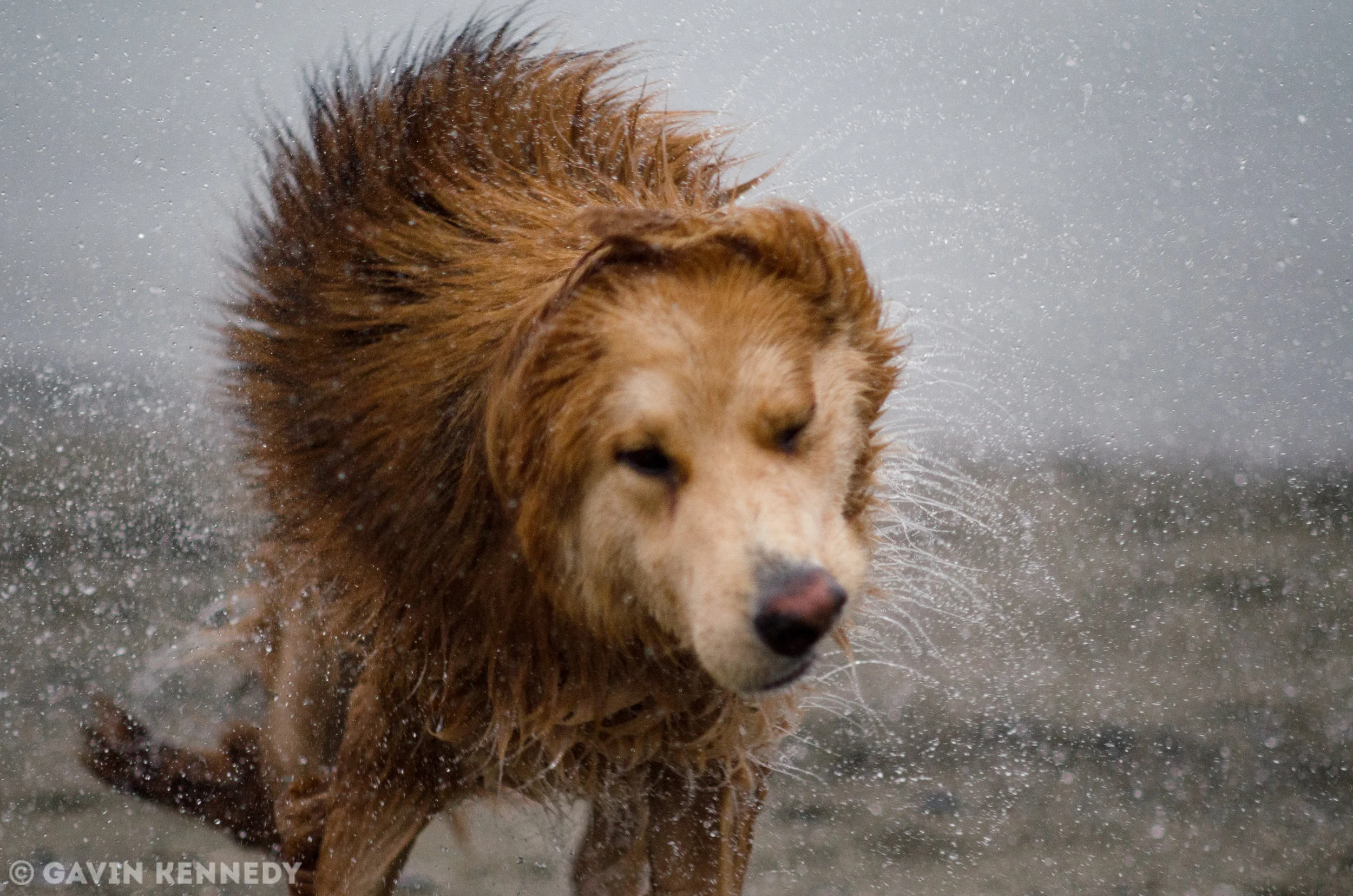 Shaking Dog-1.jpg