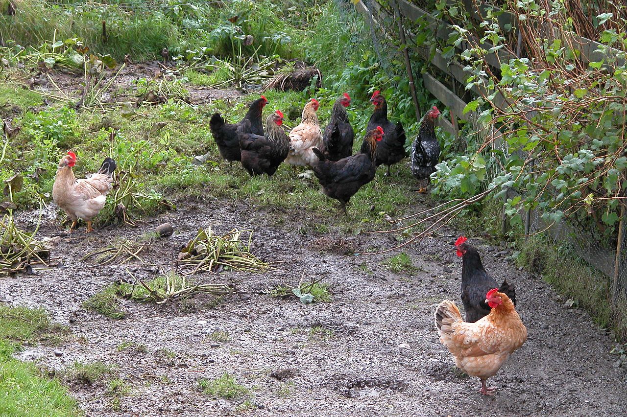 A gathering of hens on Hósvík, Faroe Islands. Wikimedia Commons.