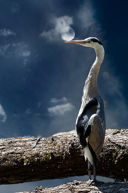 grey-heron-619916_640.jpg