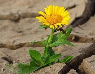 flower-887443_640.jpg
