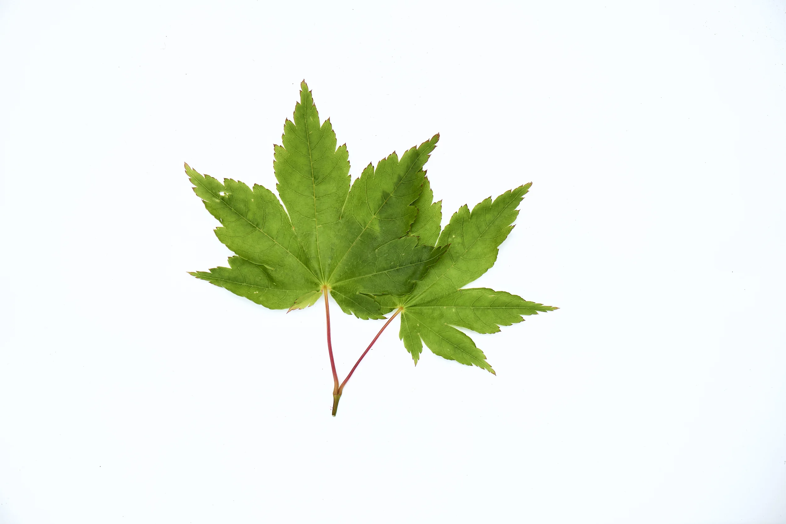 _DSC8004 spot removal.jpg