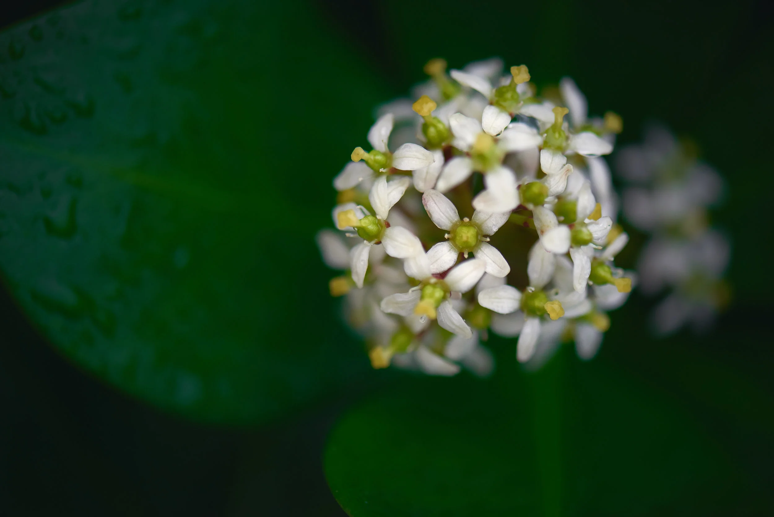 _DSC2876, srgb, 2.jpg