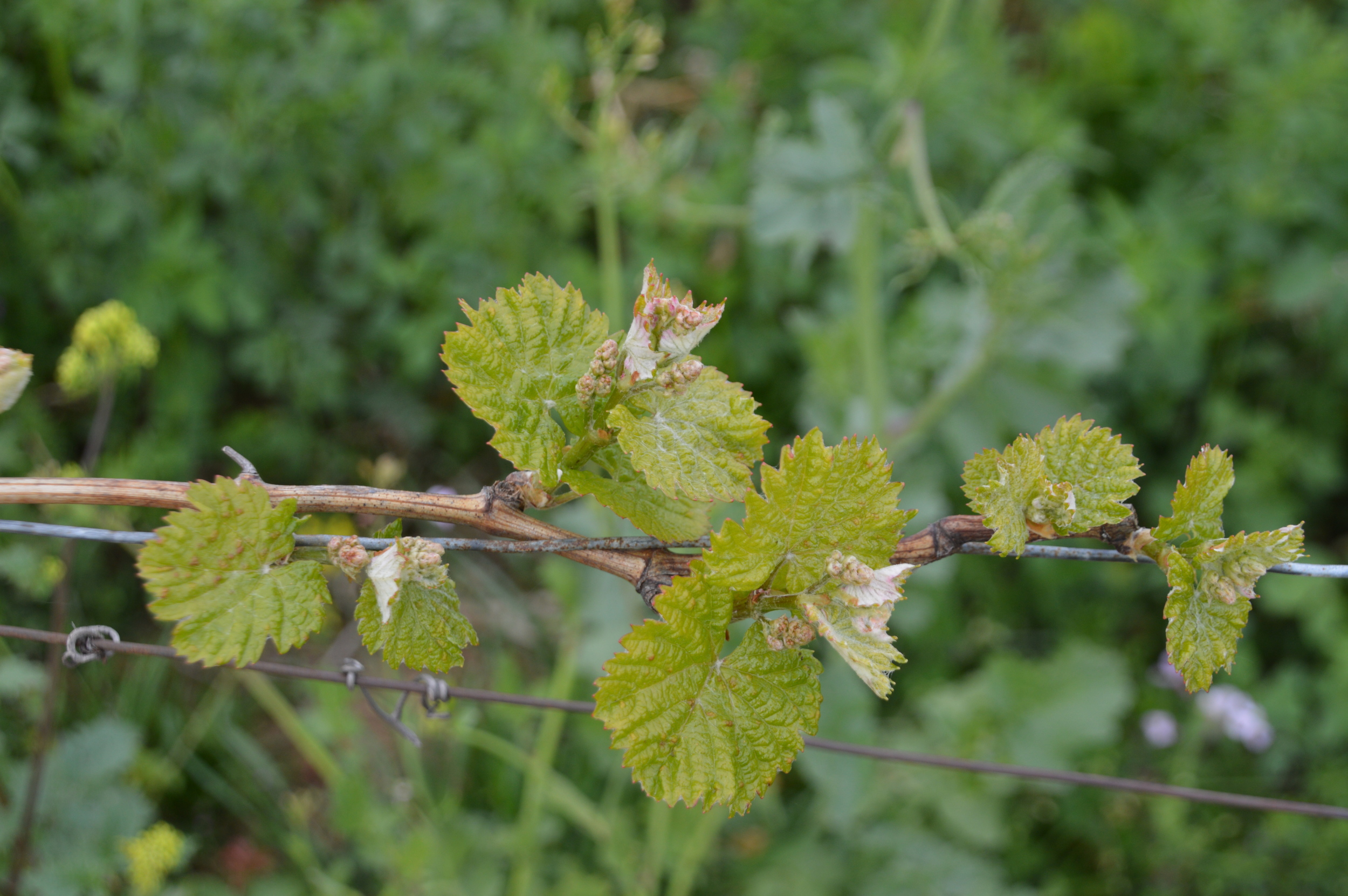 Frühlingserwachen in den Weinbergen