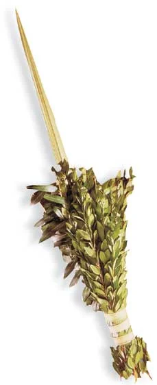 Lulav Esrog.jpg