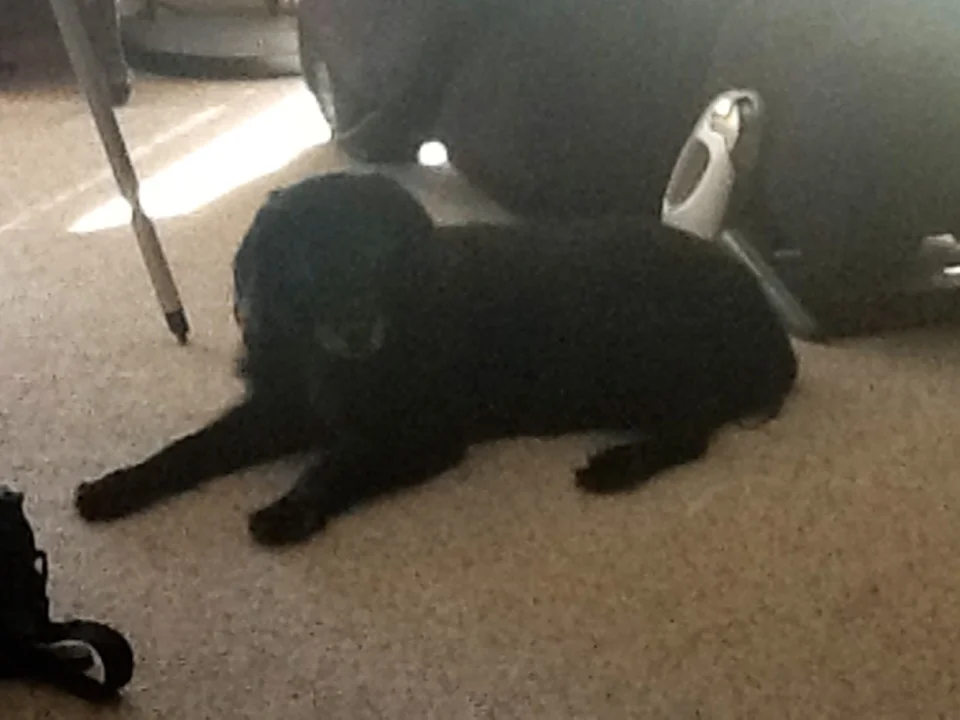 Shana, the snoring dog you might hear at the very end of a song or two