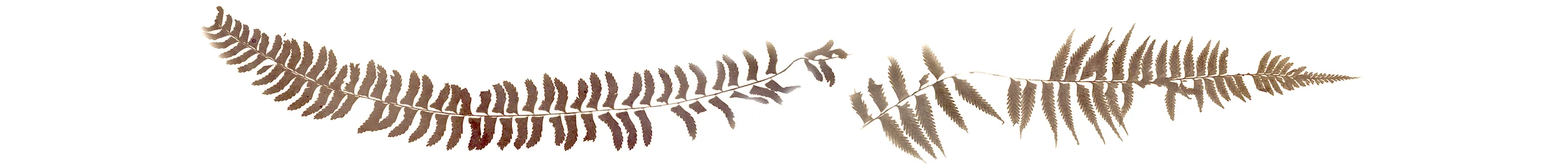 ferns in a line.jpg