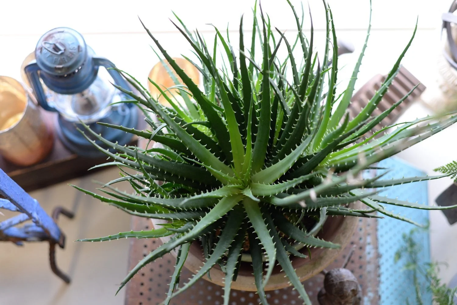 Finial & Fern