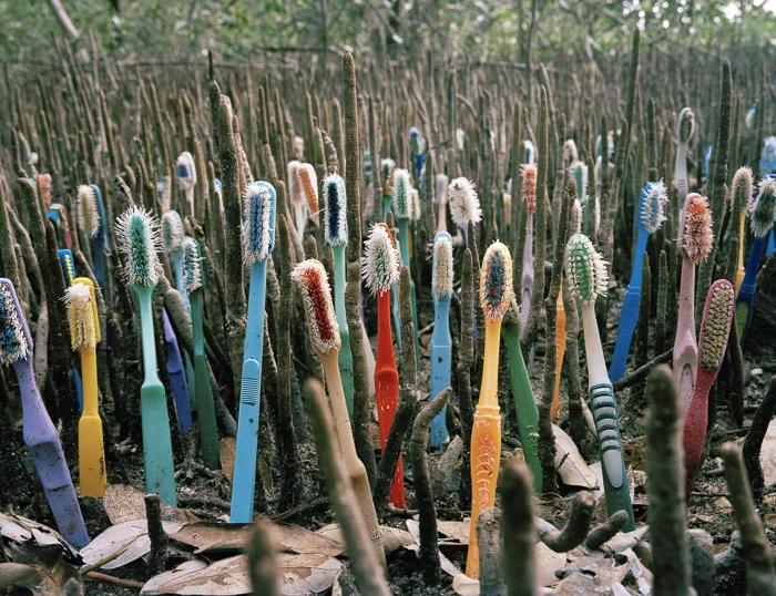 Brotes.jpg