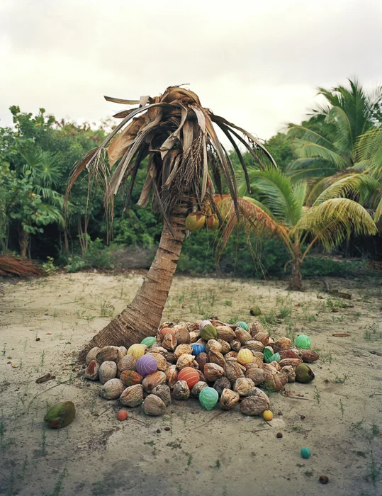 Cocos.jpg
