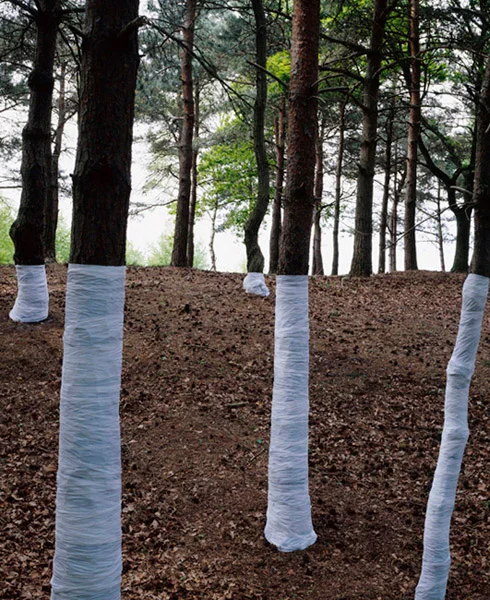Zander Olsen_Tree, Line_006.jpg