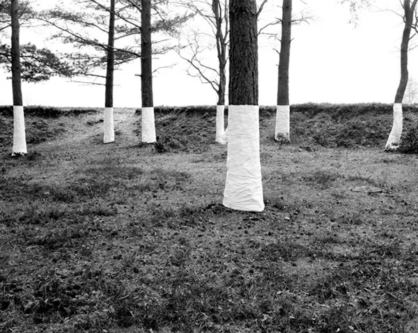 Zander Olsen_Tree, Line_009.jpg