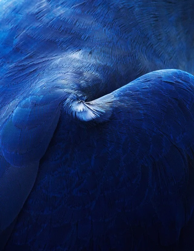 thomaslohr_Birds_00-640x828.jpg