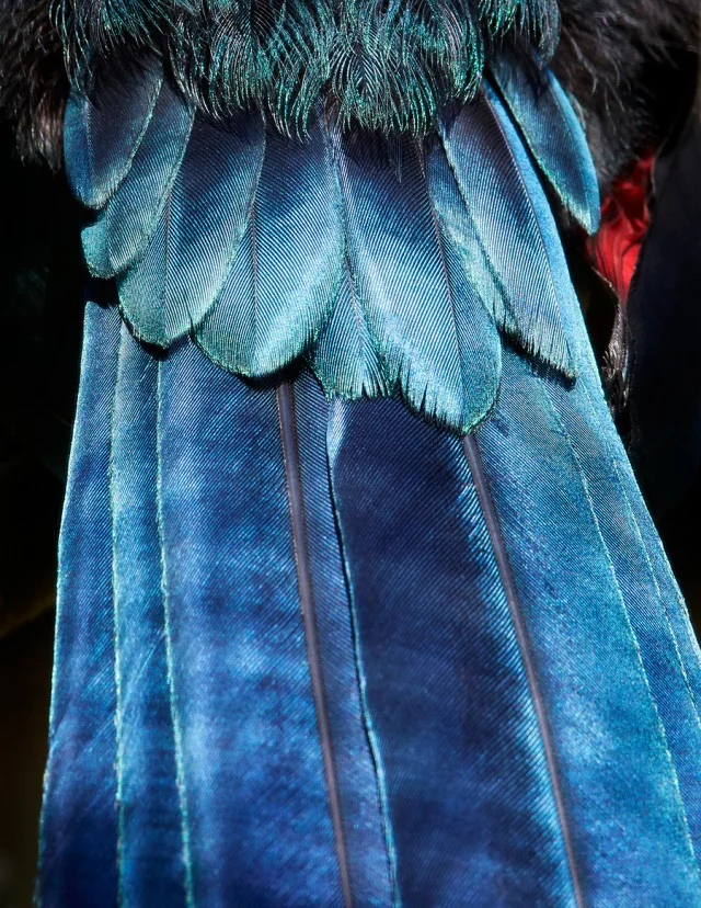 thomaslohr_Birds_1-640x828.jpg