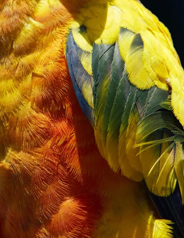 thomaslohr_Birds_2-640x828.jpg