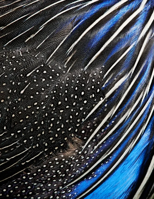 thomaslohr_Birds_07-640x828.jpg