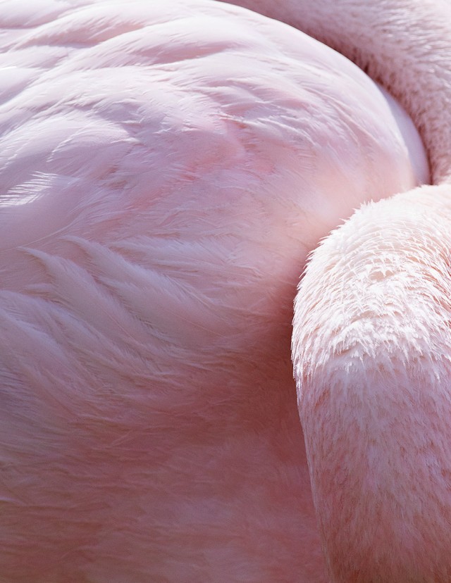 thomaslohr_Birds_13-640x828.jpg