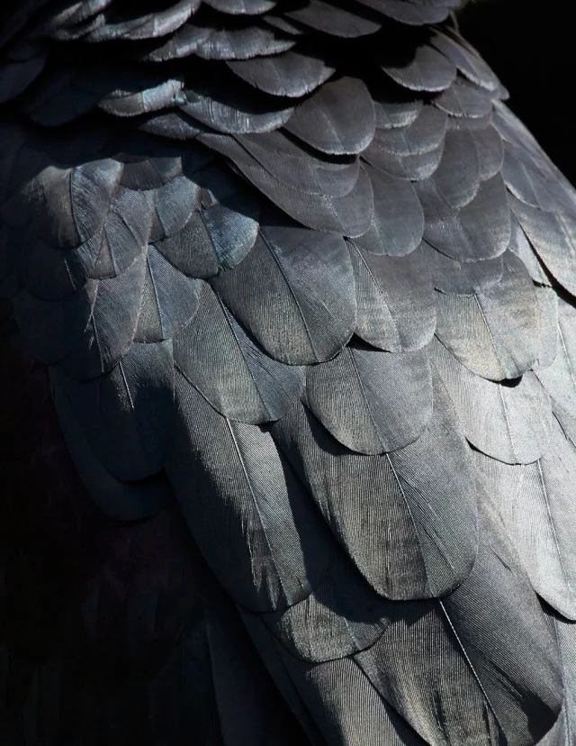 thomaslohr_Birds_16-640x828.jpg