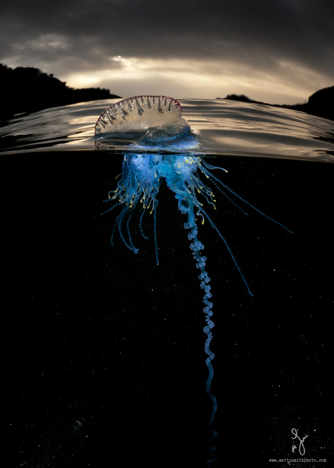 bluebottle_over_under_1.jpg