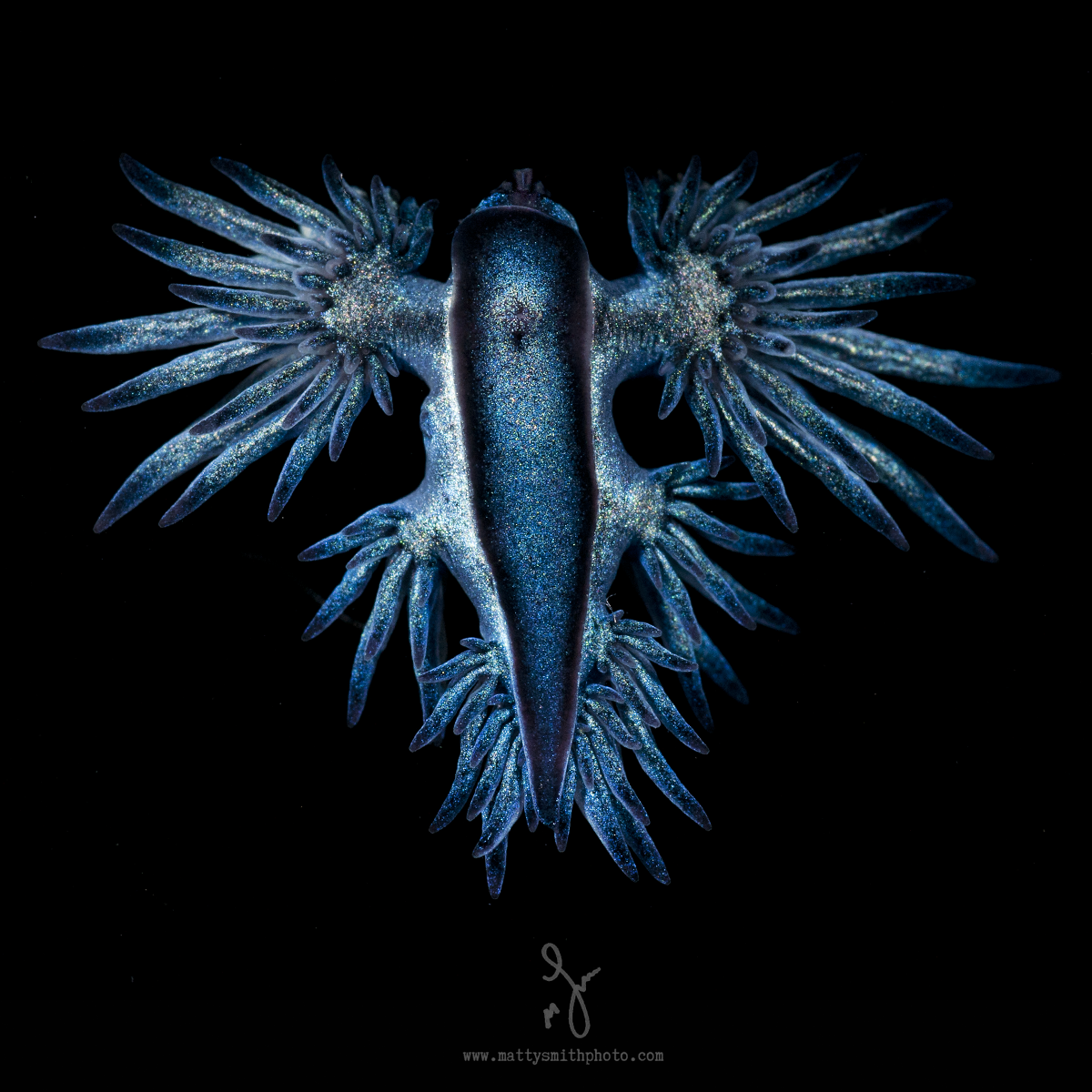 Glaucus-marginatus.png