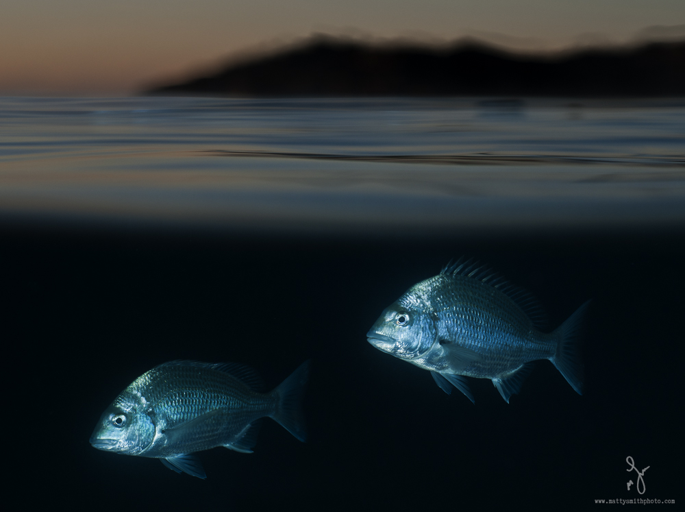 Silver_bream_over_underw.jpg