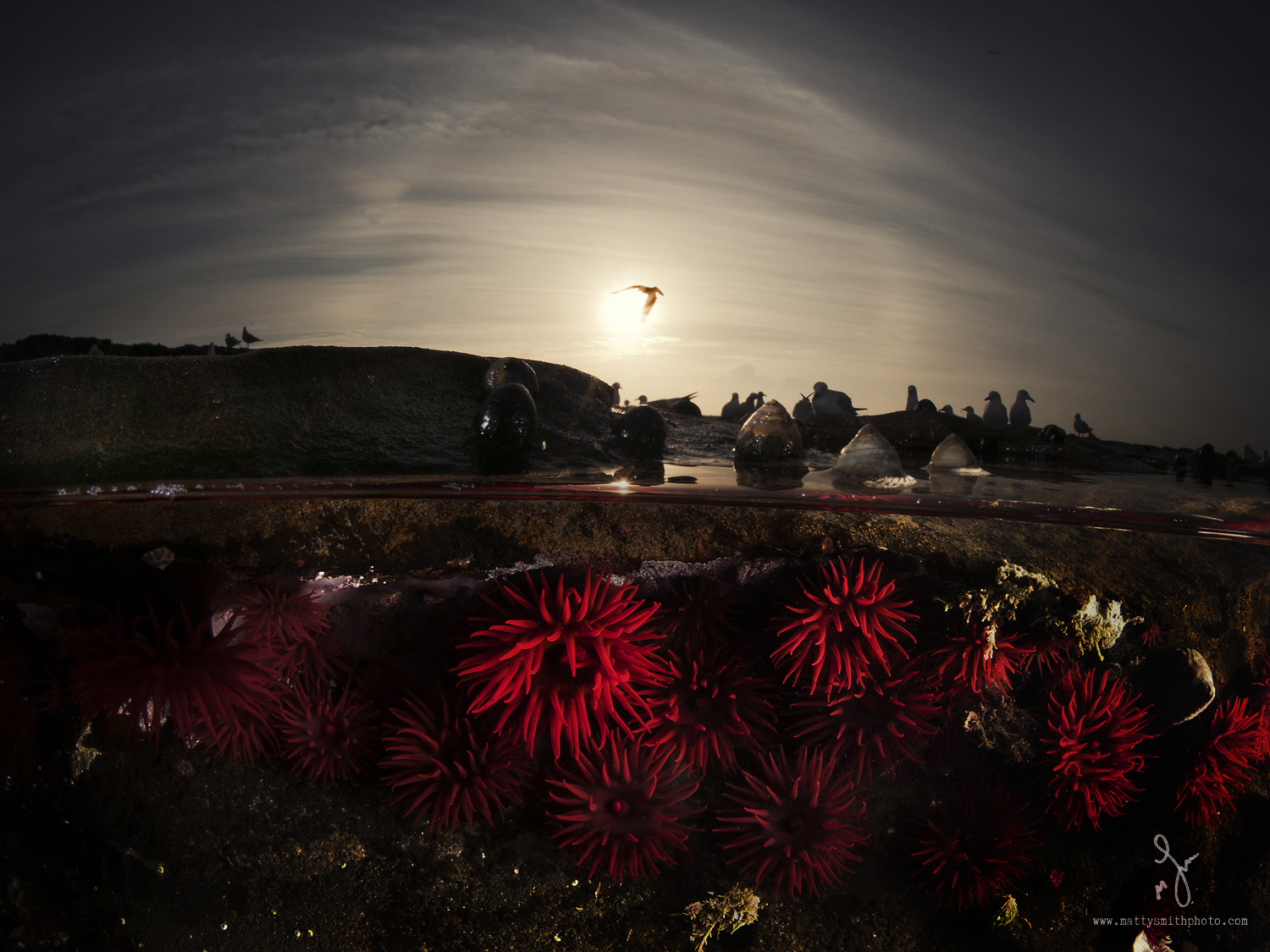 waratah_anemones_-over_underwater_11.jpg