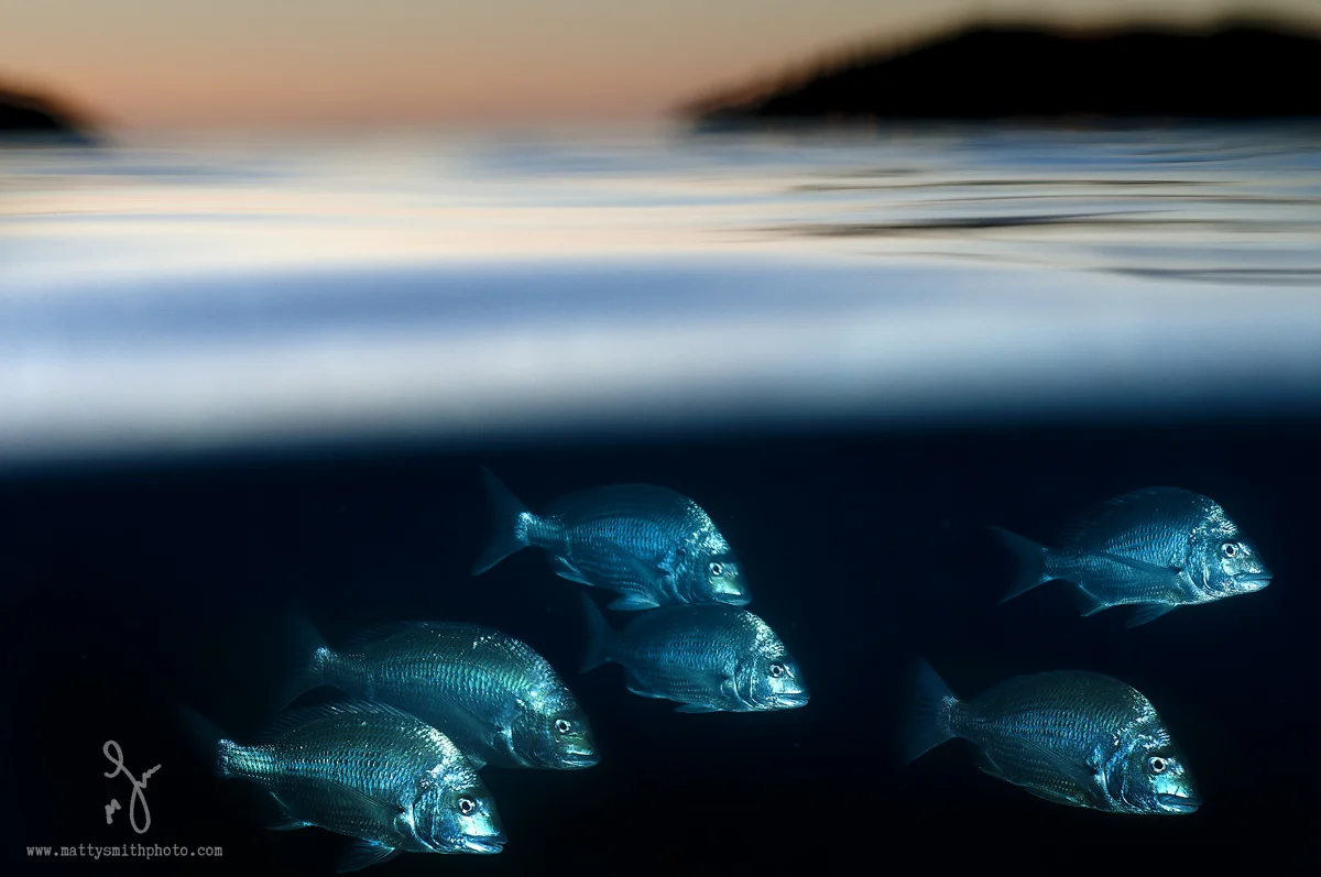 Silver_Bream_shoal.jpg