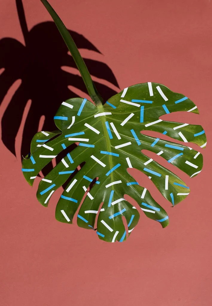 Sarah_Illenberger_Wonderplants_INT_2-709x1024.jpg
