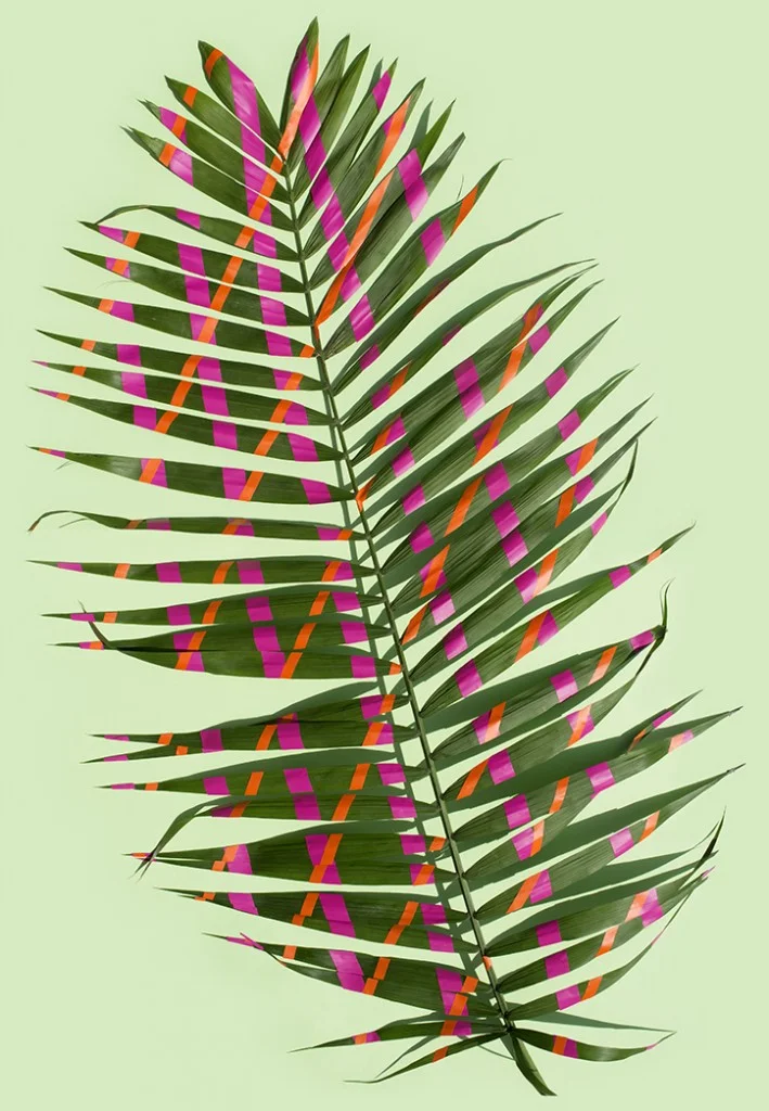 Sarah_Illenberger_Wonderplants_INT_4-709x1024.jpg