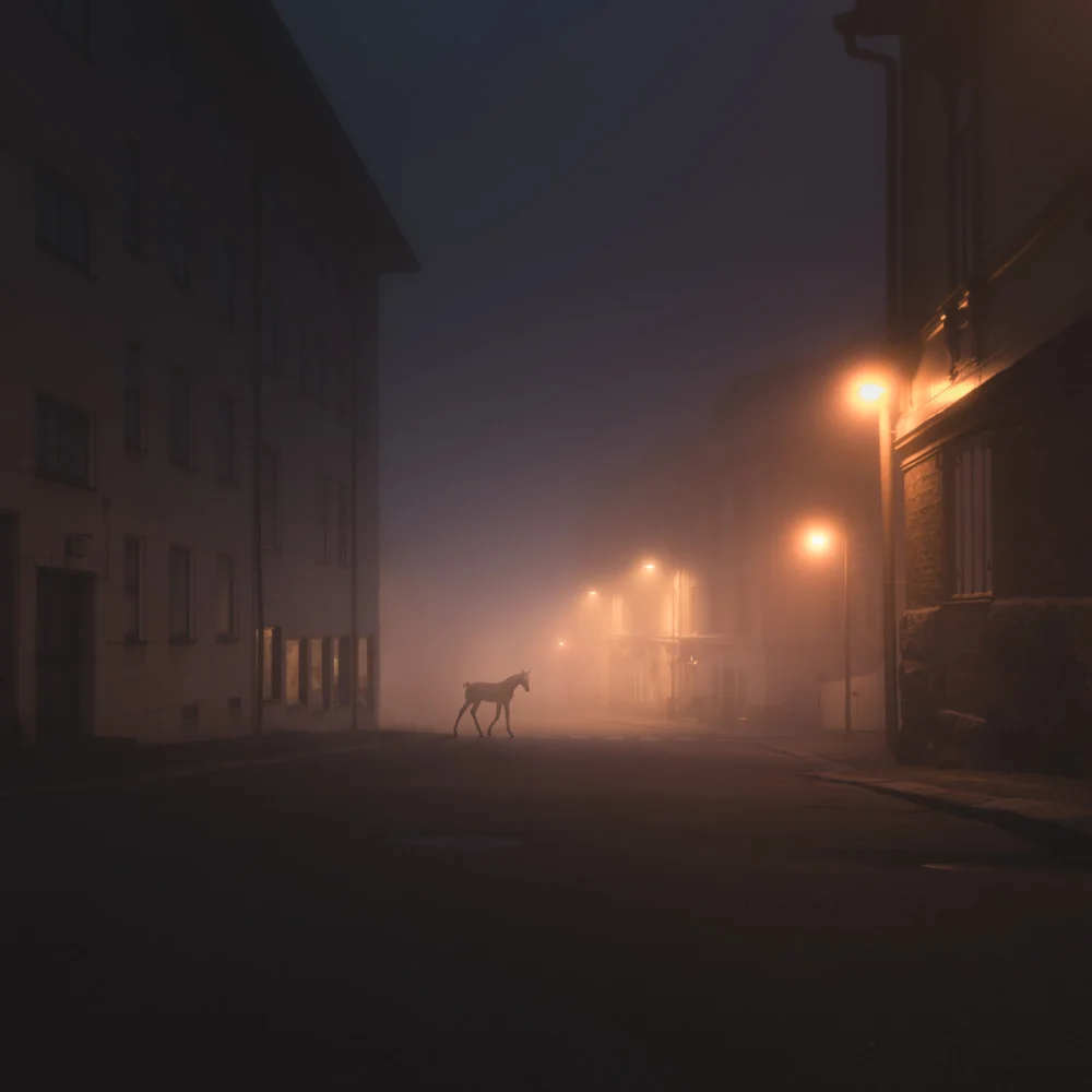 Mikko-Lagerstedt-foal.jpg