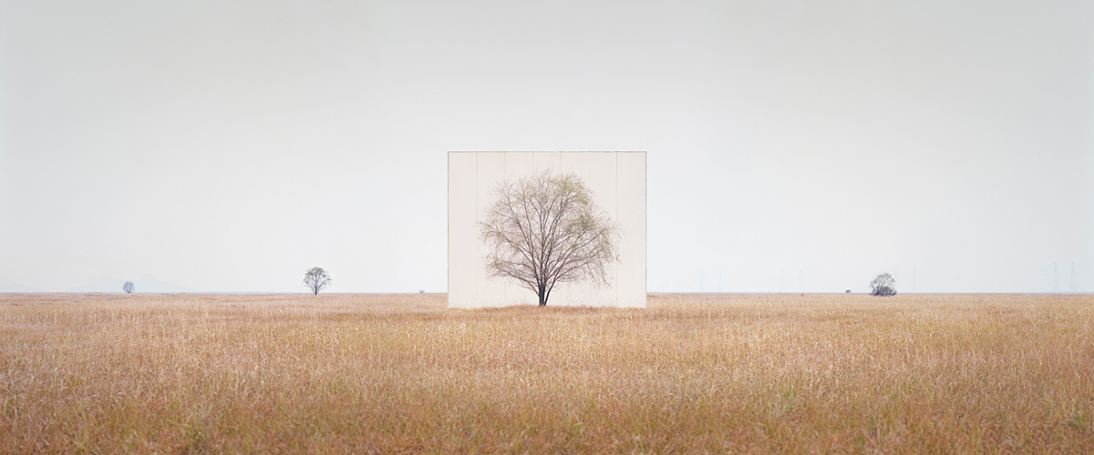 large-myoung_ho_lee-tree_3-2013.jpg