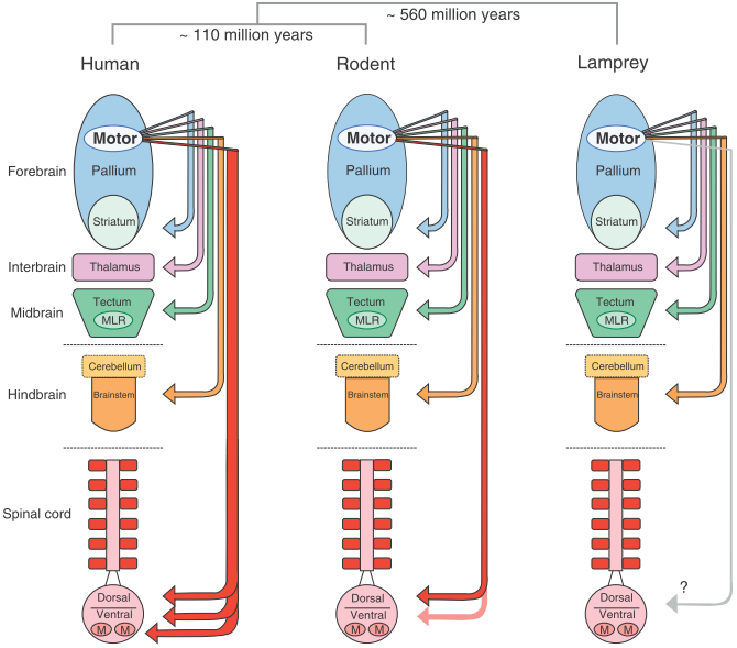 Cortical control: Learning from the lamprey