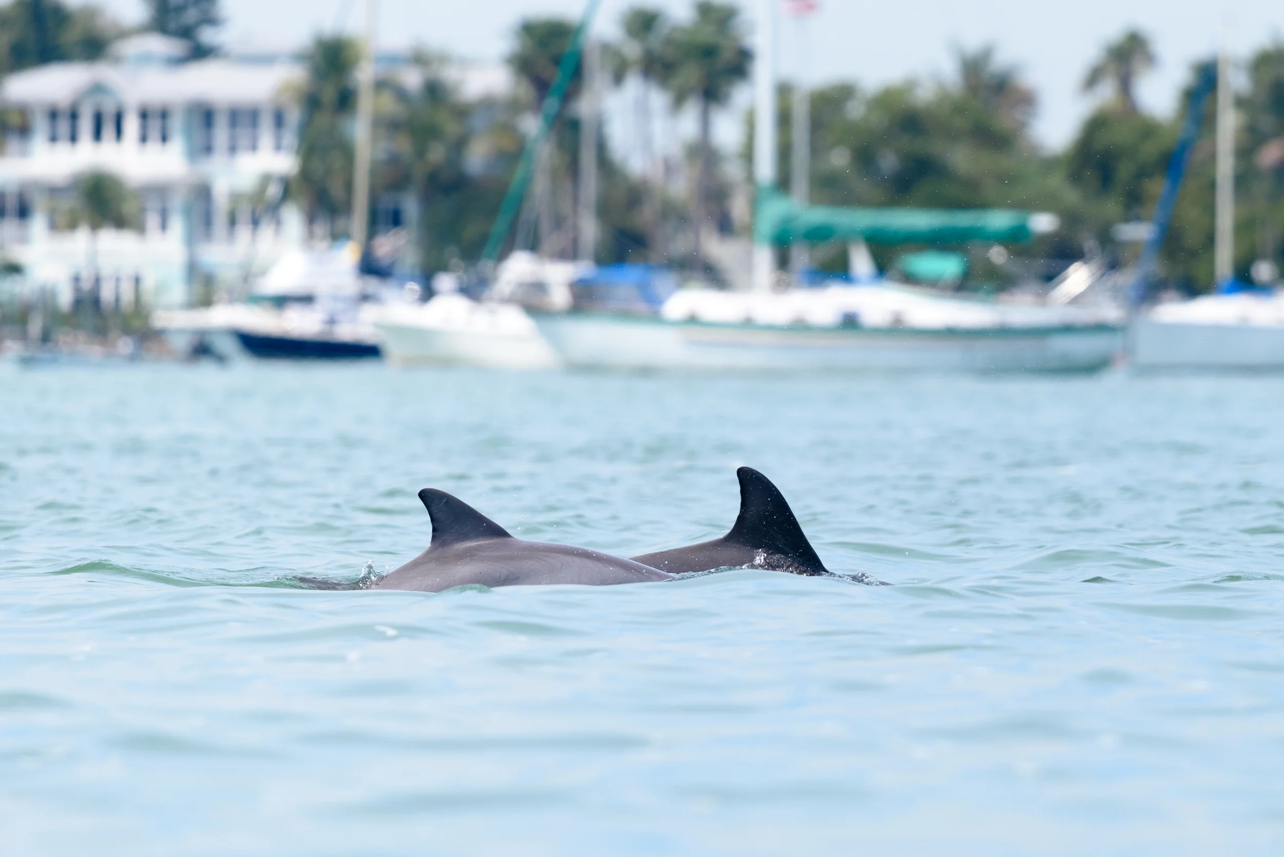 Dolphins playing near our kayak in Sarasota Bay
