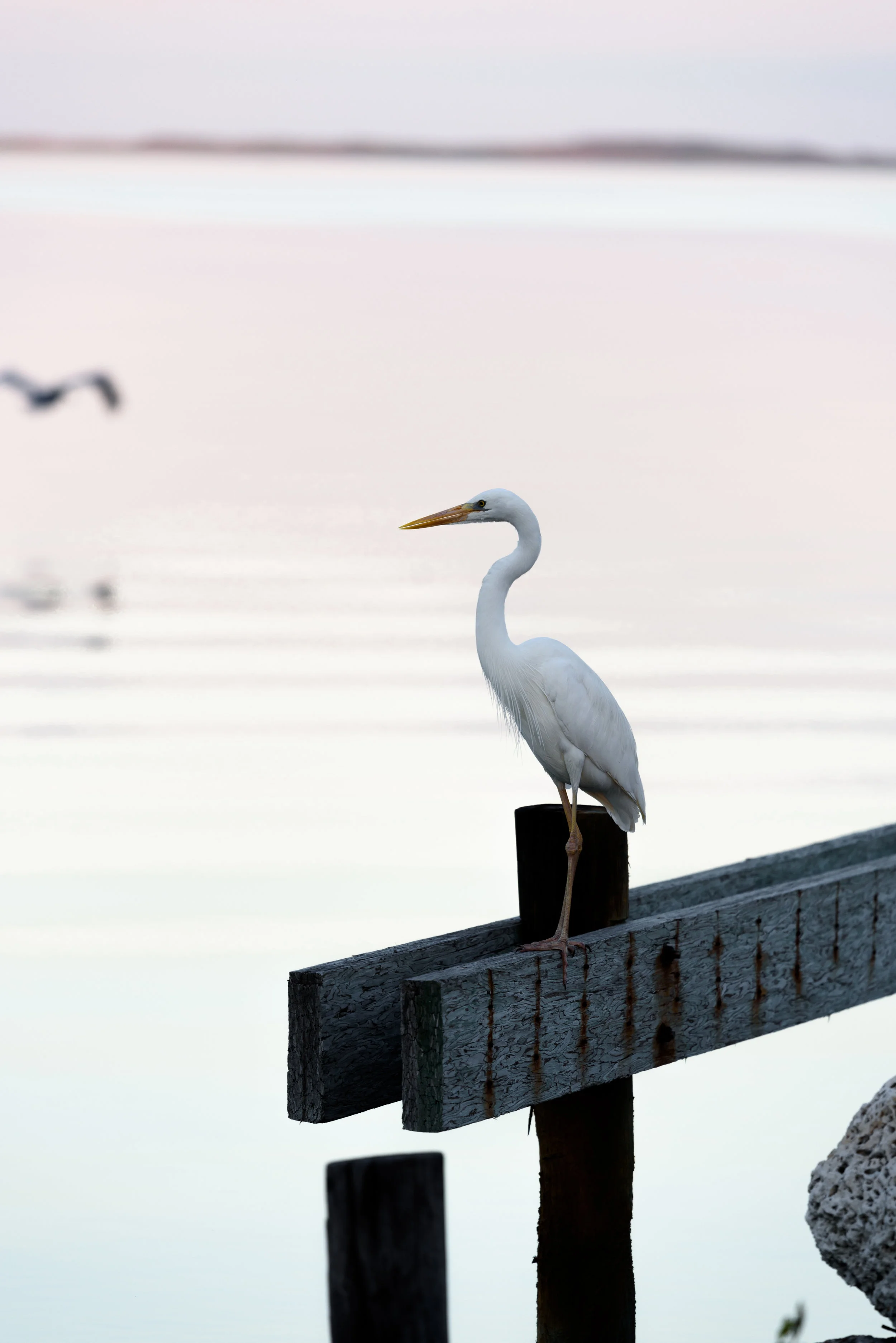 A Great White Heron poses for a close-up