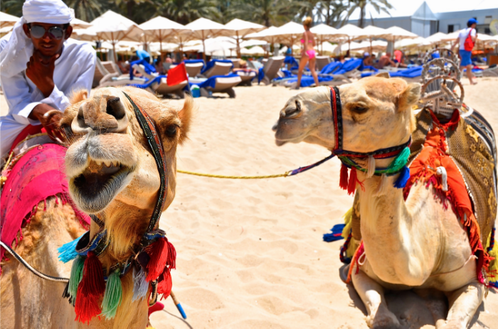camelsindubai.png