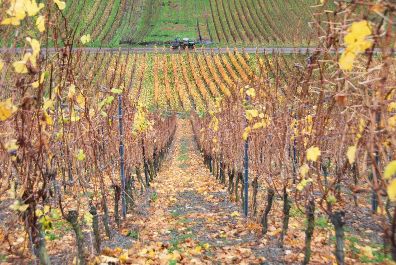vineyard-traben-trarbach.png