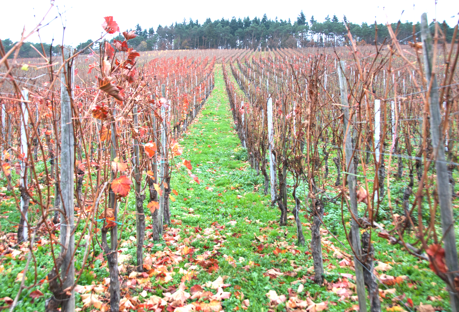 vineyard-traben-trarbach.png